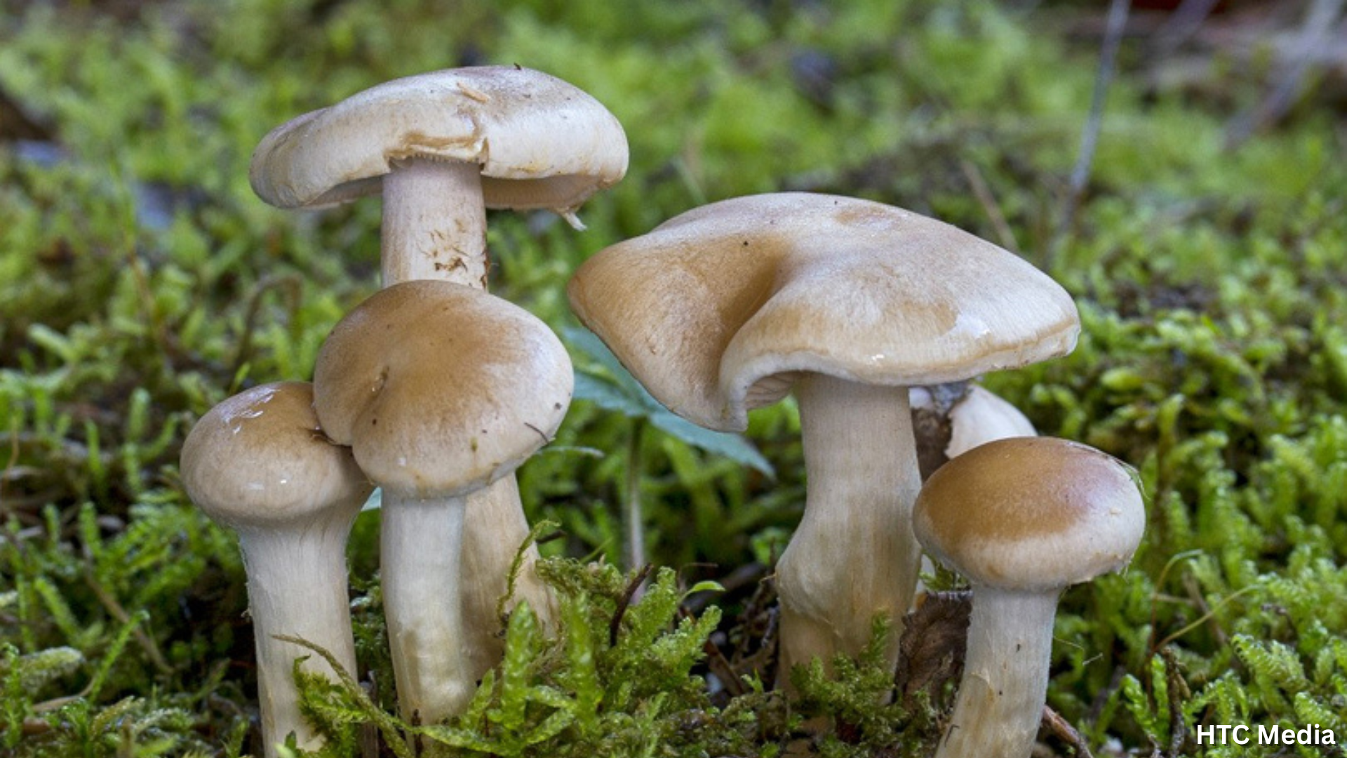 चितवनमा जंगली च्याउ सेवनबाट दुई बालबालिकाको मृत्यु, एक गम्भीर