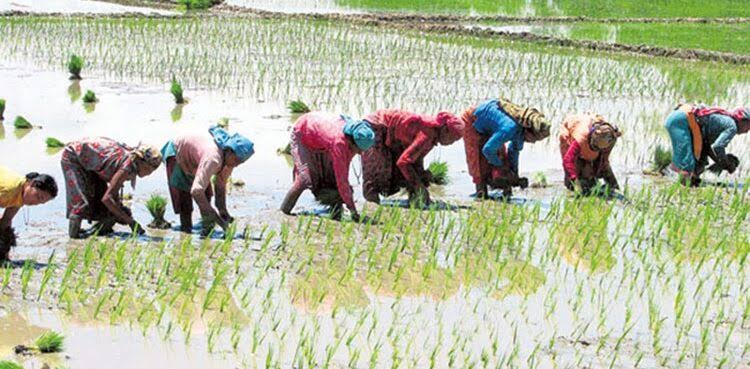 मधेसका अधिकांश जिल्लामा रोपाइँ अन्तिम चरणमा