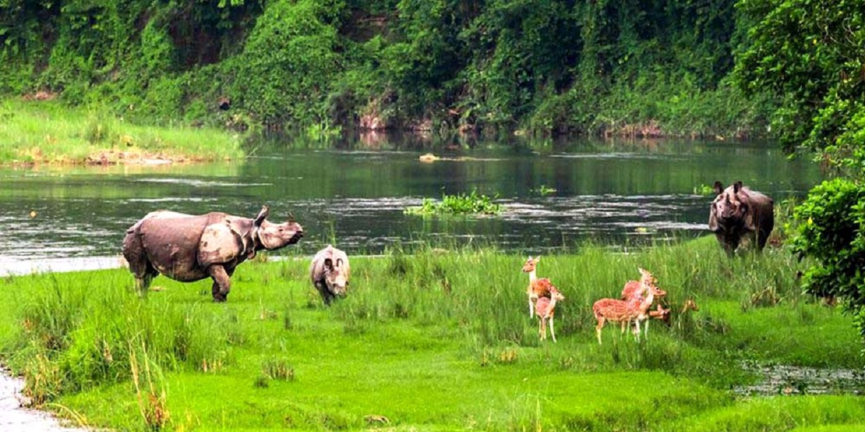 बाँकेमा सङ्कटमा परेका १९१ वन्यजन्तुको उद्धार