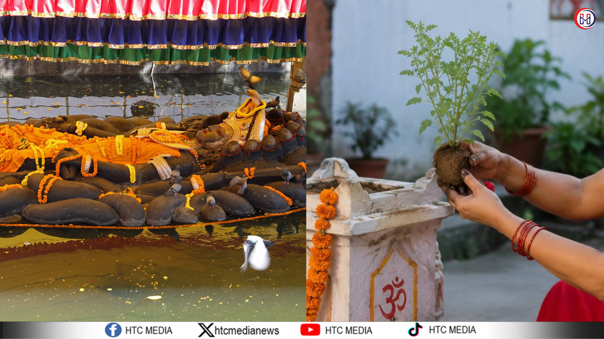 आज हरिशयनी एकादशी, धार्मिक विधिअनुसार तुलसीको बिरुवा सारिँदै