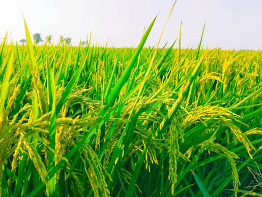 तनहुँमा चैते धान प्रवर्द्धन गरिँदै
